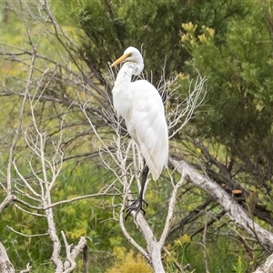 Ardea alba at Lower Portland, NSW - 10 Mar 2025 03:13 PM
