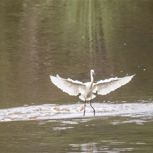 Egretta garzetta at Lower Portland, NSW - 10 Mar 2025 06:48 PM