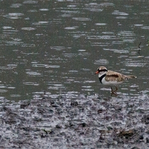 Charadrius melanops at Lower Portland, NSW - 25 Mar 2025 09:21 AM