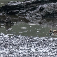Charadrius melanops at Lower Portland, NSW - 25 Mar 2025 09:21 AM