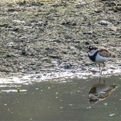 Charadrius melanops at Lower Portland, NSW - 25 Mar 2025 09:21 AM