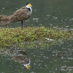 Vanellus miles at Lower Portland, NSW - 23 Mar 2025 06:01 PM
