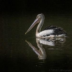 Pelecanus conspicillatus at Lower Portland, NSW - 23 Mar 2025 06:06 PM