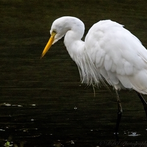 Ardea plumifera at Lower Portland, NSW - 24 Mar 2025 07:14 PM