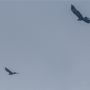 Aquila audax at Lower Portland, NSW - 25 Mar 2025 10:31 AM