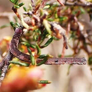 Androchela milvaria at Aranda, ACT - 2 Apr 2025 02:17 PM