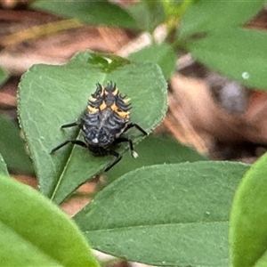 Harmonia conformis at Emerald, VIC - suppressed