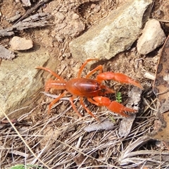 Engaeus cymus (Blunt Nosed Burrowing Crayfish.) at Brindabella, ACT - 4 Apr 2025 by TCosta