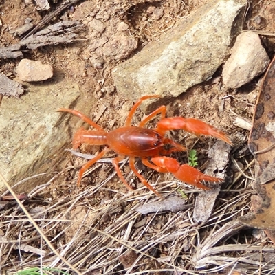 Engaeus cymus (Blunt Nosed Burrowing Crayfish.) at Brindabella, ACT - 4 Apr 2025 by TCosta