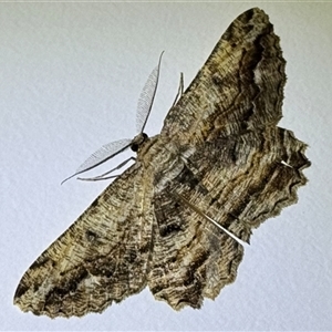Scioglyptis lyciaria at Emerald, VIC - suppressed