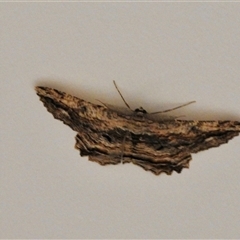 Scioglyptis lyciaria at Emerald, VIC - suppressed