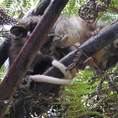 Pseudocheirus peregrinus at Emerald, VIC - suppressed