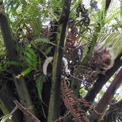 Pseudocheirus peregrinus at Emerald, VIC - suppressed