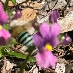 Amegilla sp. (genus) at Emerald, VIC - suppressed