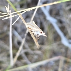 Hednota species near grammellus at Yass River, NSW - 4 Apr 2025 09:35 AM