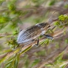 Naupactus leucoloma (White-fringed weevil) at Yass River, NSW - 4 Apr 2025 by SenexRugosus
