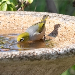 Zosterops lateralis (Silvereye) at Higgins, ACT - 4 Apr 2025 by AlisonMilton