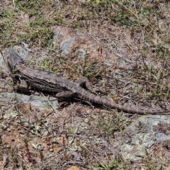 Pogona barbata at Whitlam, ACT - suppressed