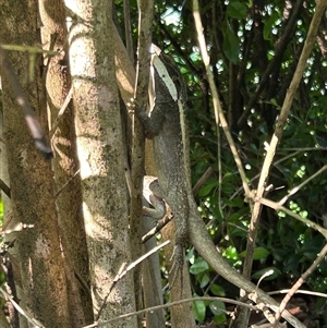 Lophognathus horneri at suppressed - suppressed