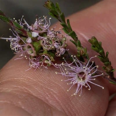 Kunzea parvifolia (Violet Kunzea) at Whitlam, ACT - 26 Oct 2024 by AlisonMilton