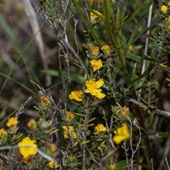 Hibbertia calycina (Lesser Guinea-flower) at Whitlam, ACT - 26 Oct 2024 by AlisonMilton