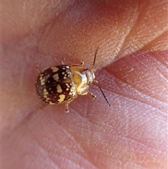 Paropsis pictipennis at Ballyroe, NSW - suppressed