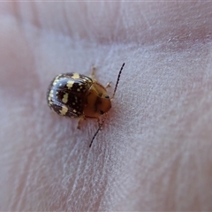 Paropsis pictipennis at suppressed - suppressed