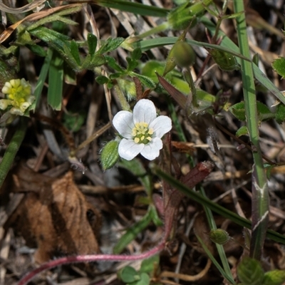 Geranium sp. Narrow lobes (G.S.Lorimer 1771) Vic. Herbarium at Whitlam, ACT - 26 Oct 2024 by AlisonMilton