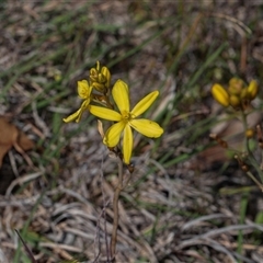 Bulbine bulbosa (Golden Lily, Bulbine Lily) at Whitlam, ACT - 26 Oct 2024 by AlisonMilton