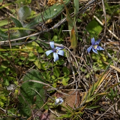 Isotoma fluviatilis subsp. australis (Swamp Isotome) at Belconnen, ACT - 26 Oct 2024 by AlisonMilton