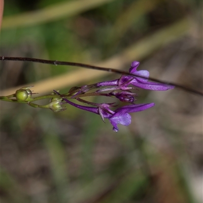 Linaria pelisseriana (Pelisser's Toadflax) at Whitlam, ACT - 26 Oct 2024 by AlisonMilton