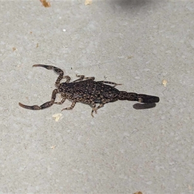 Lychas marmoreus (Little Marbled Scorpion) at Bywong, NSW - 4 Apr 2025 by Alihumphreys