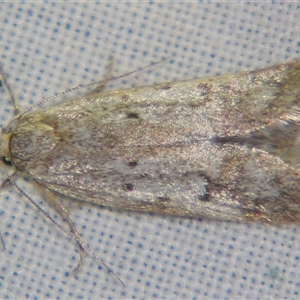 Philobota (genus) at Bolivia, NSW - suppressed
