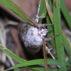 Cryptophasa irrorata at Bolivia, NSW - suppressed