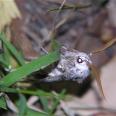 Cryptophasa irrorata at Bolivia, NSW - suppressed