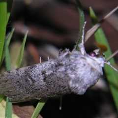 Cryptophasa irrorata at Bolivia, NSW - suppressed