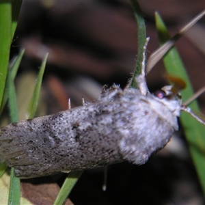 Cryptophasa irrorata at Bolivia, NSW - suppressed