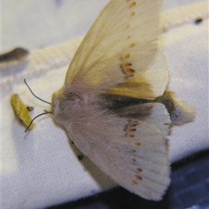 Pinara metaphaea at suppressed - suppressed