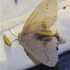Pinara metaphaea at suppressed - suppressed