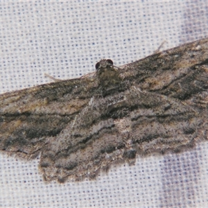 Syneora acrotypa at Bolivia, NSW - suppressed