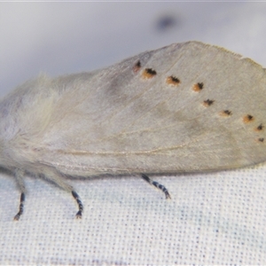 Pinara divisa at Bolivia, NSW - suppressed