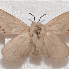 Pinara divisa at Bolivia, NSW - suppressed