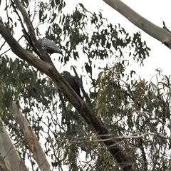 Callocephalon fimbriatum at Turtons Creek, VIC - suppressed