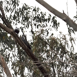 Callocephalon fimbriatum at Turtons Creek, VIC - suppressed