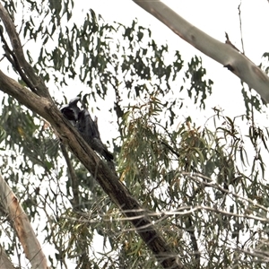 Callocephalon fimbriatum at Turtons Creek, VIC - suppressed