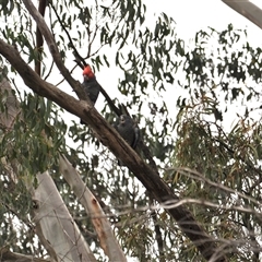 Callocephalon fimbriatum at Turtons Creek, VIC - suppressed