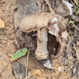 Amanita sp. at Brindabella, ACT - 4 Apr 2025 01:44 PM