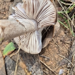 Amanita sp. at Brindabella, ACT - 4 Apr 2025 01:44 PM