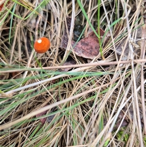 Marasmius elegans at Brindabella, ACT - 4 Apr 2025 12:45 PM