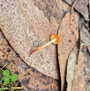 Marasmius elegans at Brindabella, ACT - 4 Apr 2025 12:45 PM